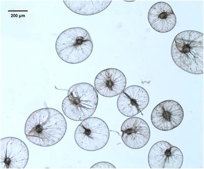 Snapshot of Peptidomics of the Red Tide Forming Species Noctiluca scintillans